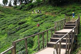 Percutian ke cameron highlands bersama keluarga angkat sebelum cuti sekolah akhir tahun 18 Tempat Menarik Di Cameron Highland Yang Anda Boleh Kunjungi Seronok Cuti Ammboi