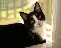 If your cat still doesn't poop, then vet asap. Cat Going Outside The Litter Box Super Smart Behaviorists Share Their Tips Natural Cat Care Blog