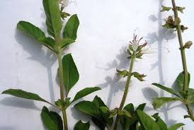 Image result for Ocimum filamentosum
