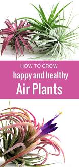 How To Care For Tillandsia Air Plants Tillandsia Air Plant Air Plants Care Air Plants Decor