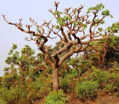 Image result for Cussonia corbisieri