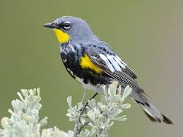 Black Bird With White Stripes On Wings And Tail South Africa Yellow Rumped Warbler Identification All About Birds Cornell Lab Of Ornithology