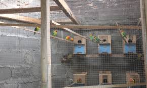 Check spelling or type a new query. 70 Gambar Desain Kandang Lovebird Dari Kayu Terbaik