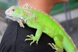 This is kalango, a green iguana. Iguana As A Pet Pros And Cons Pet Comments