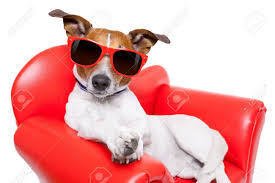 Abonniere jetzt, um auf diesen artikel sowie millionen kreativer assets mit unbegrenzten downloads zuzugreifen. Hund Sitzt Auf Rotem Sofa Entspannen Und Ausruhen Wahrend Chillen Lizenzfreie Fotos Bilder Und Stock Fotografie Image 30697605