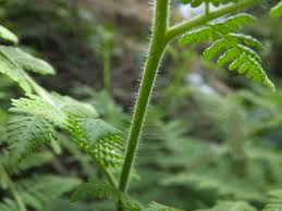 Image result for Hypolepis sparsisora