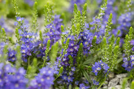 Veronica 'Shirley Blue'