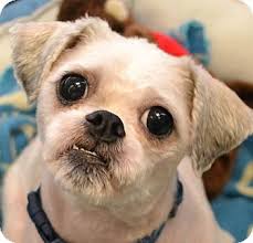 Independence Mo Shih Tzu Meet Simon A Dog For Adoption Dog Adoption Pet Adoption Shih Tzu