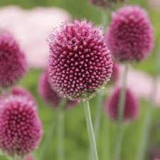 Mazedonische Witwenblume Hinten Blumen Gartenprojekte Pflanzen