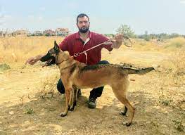 Belçika kurdu çok iddialı bir köpek ve çok akıllı bir. Belcika Kurdu Malinois Kopegim Aliselim In Dunyasi