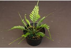 Image result for Asplenium ceii