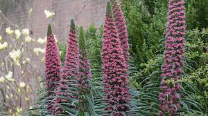 Image result for Echium