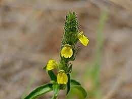 Image result for Justicia flava