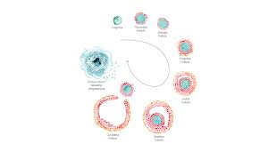 Image result for Pregnane Progestin