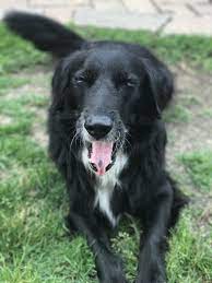 Golden Retriever Border Collie Mix Collie Dog Border Collie Dog Dog Life