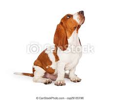 Only guaranteed quality, healthy puppies. Basset Hound Puppy Looking Up While Sitting A Cute And Well Trained Basset Hound Puppy Dog Looking Up While Sitting At An Canstock