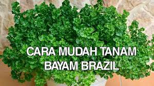 Cara Mudah Tanam Bayam Brazil Di Dalam Pasu Dari Awal Sampai Tuai Kebun Bandar Youtube