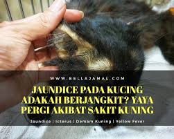 By inikucingposted on 22 august 202026 august 2020. Jaundice Pada Kucing Yaya Pergi Akibat Sakit Kuning Ini Adalah Bellarina Natasya