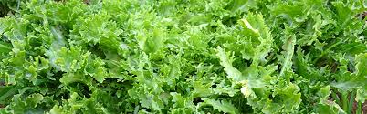 Maybe you would like to learn more about one of these? Endive Produce Blue Book