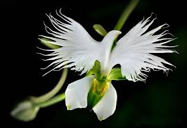 17 Flowers That Look Like Something Else Strange Flowers Orchid Seeds Unusual Flowers