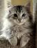 Available Siberian Kittens For Sale & Cats For Adoption