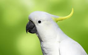 Description:animal and bird hospital is a family owned and operated facility. About Us Sweeten Creek Animal And Bird Hospital Asheville Nc