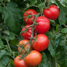 Need some help identifying tomato plant problems? Tomato Shirley Plants Virus Resistant Plug Plants Brookside Nursery