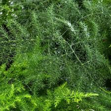 Image result for Asparagus setaceus
