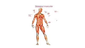 Întinderi și rupturi musculare 1. Sistemul Muscular By Violeta Mihai