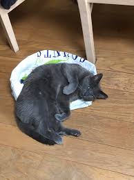 Post all the vids of bathing your cats! 65 Cats Who Will Sleep Literally Anywhere They Want