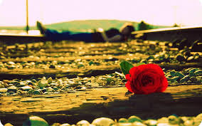 Bunga mawar liar (wild roses) pixabay.com. Gelap Emo Perempuan Bunga Gadis Gothic Suasana Hati Mawar Sedih Wallpaper Hd Wallpaperbetter