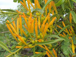 Image result for Agelanthus