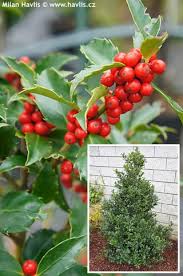 We would like to show you a description here but the site won't allow us. Ilex X Meserveae Mesid Blue Maid Havlis Cz