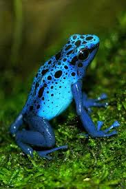 Tropical rainforest plants are commonly classified under five distinct layers of vegetation: Animal 4 Tropical Rain Forest Scoop It Rainforest Animals Blue Poison Dart Frog Poison Dart Frogs
