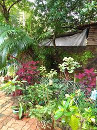 Tropical plants are especially good at filtering the air around them. Adapting To Shade In A Tropical Garden Finegardening