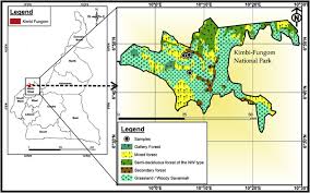 Image result for Rhabdophyllum affine