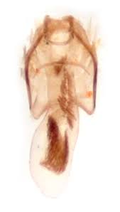 Image result for Stigmella roborella