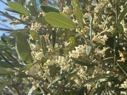 Image result for Olea chimanimani