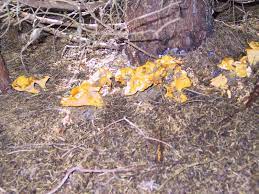 Während dieser typischen erntezeit der pfifferlinge wachsen sie gerne in der nähe von fichten, tannen und buchen aus dem lockeren waldboden. Pfifferlinge Wachstum Pilze Allgemein Pilzforum Eu