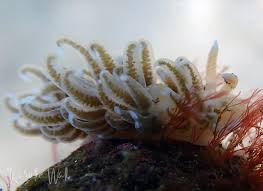 Image result for Alinula sp.