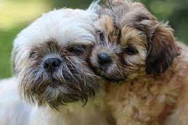 Maybe you would like to learn more about one of these? Shih Tzu Puppies For Sale Shih Tzu Breeders Prices And Useful Info