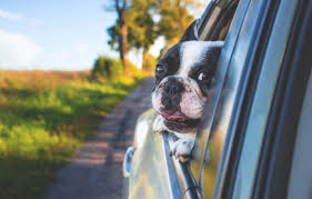 Cutest french bulldog puppies barking video compilation. V I P Your Very Important Pets Transfer Service Sixt Magazine