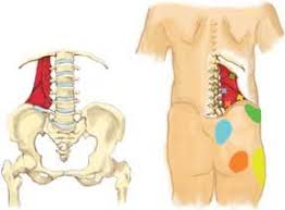 Pin On Meaty Muscles
