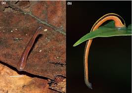 Translation of «ceraian» in english language: Occurrence Of Blood Feeding Terrestrial Leeches Haemadipsidae In A Degraded Forest Ecosystem And Their Potential As Ecological Indicators Drinkwater 2020 Biotropica Wiley Online Library