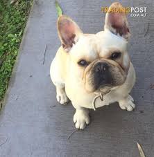 The french bulldog has the appearance of an active, intelligent, muscular dog of heavy bone, smooth coat, compactly built, and of medium or small structure. Pedigree Cream French Bulldog At Stud