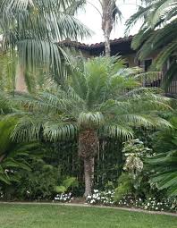 Check spelling or type a new query. Pygmy Date Palms Lovetoknow