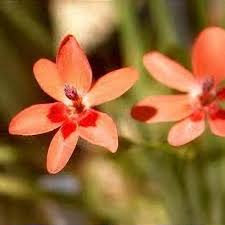 Image result for Freesia laxa