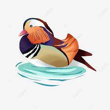 This unique animal now lists as. Mandarin Duck Playing In The Water Mandarin Duck Animal Playing In The Water Png Transparent Clipart Image And Psd File For Free Download