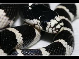 Sketsa kupu kupu yang indah sekali kupu easy butterfly sumber : Black Striped Kingsnake Ular Hitam Putih Wild Life Animal Planet Hd Youtube