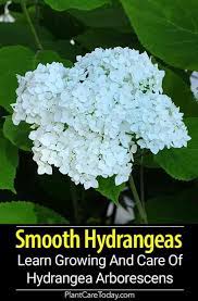 Hydrangea Arborescens Growing And Care Of Smooth Hydrangeas Smooth Hydrangea Hydrangea Arborescens Growing Hydrangeas